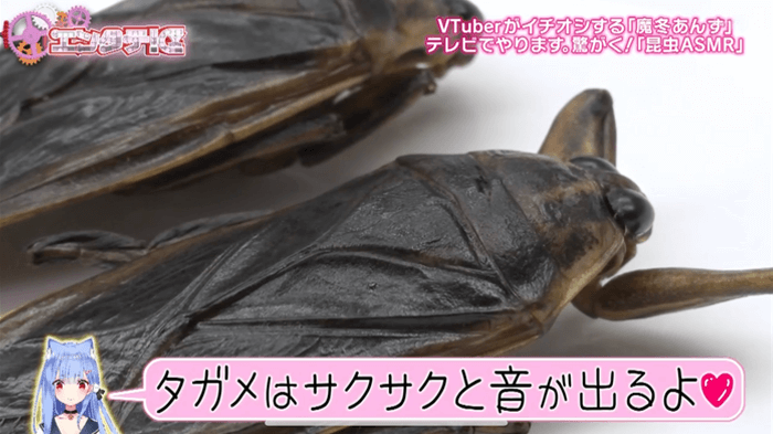 エンタテ！区で紹介されました②